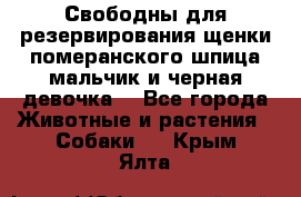 Свободны для резервирования щенки померанского шпица мальчик и черная девочка  - Все города Животные и растения » Собаки   . Крым,Ялта